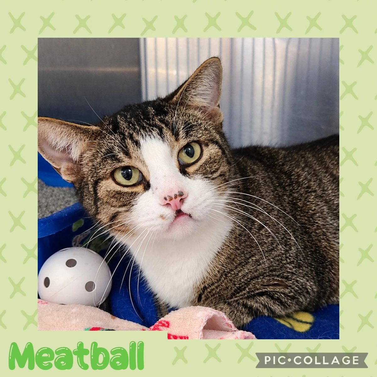 Meatball