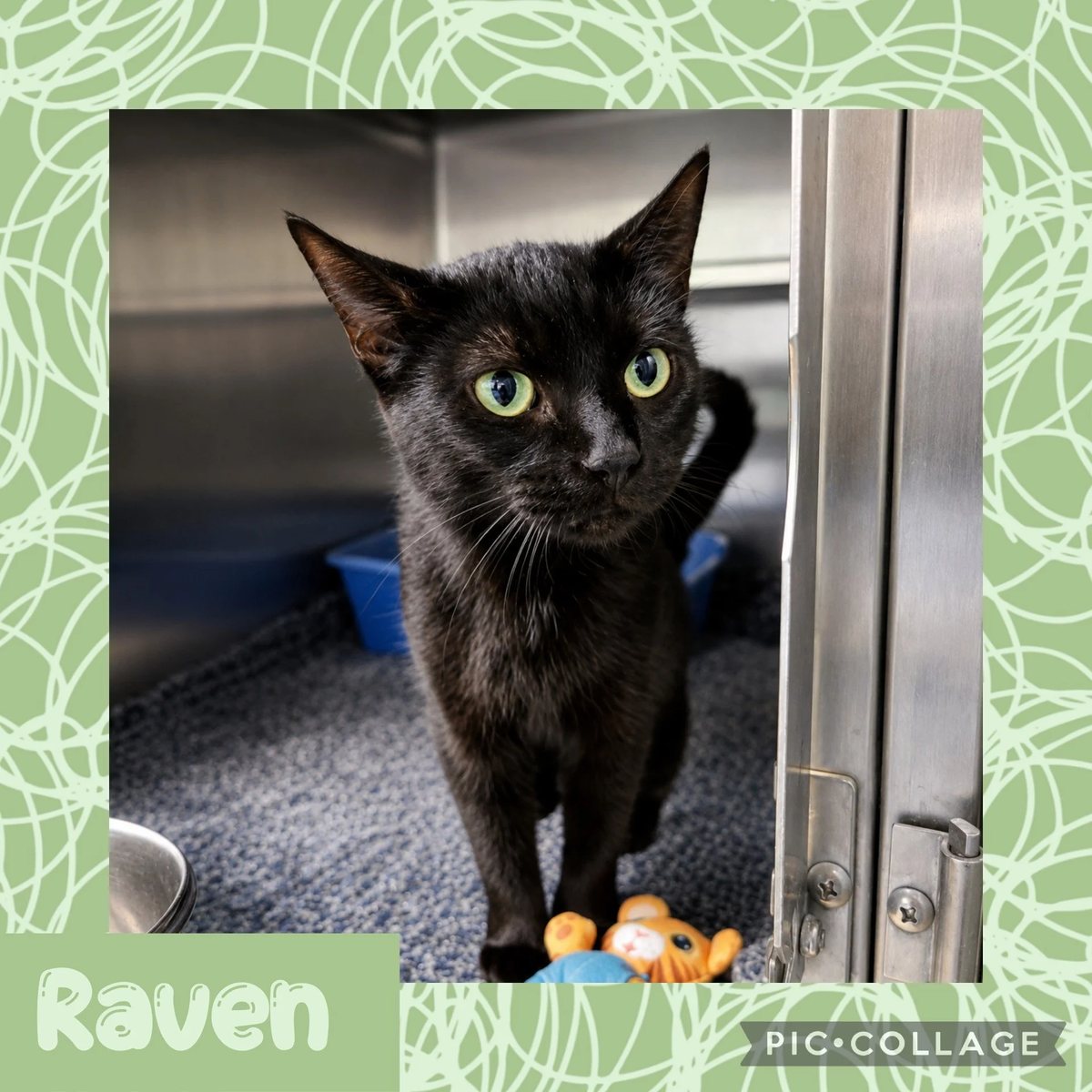 Raven