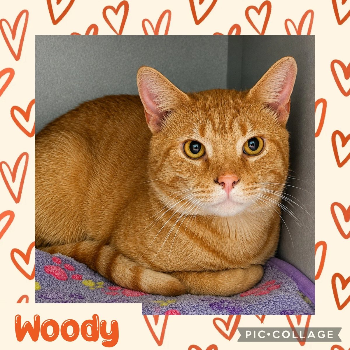 Woody