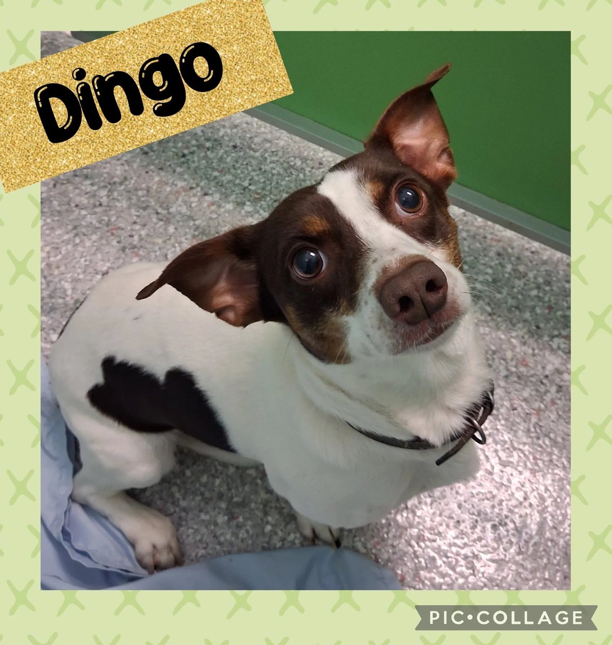 Dingo