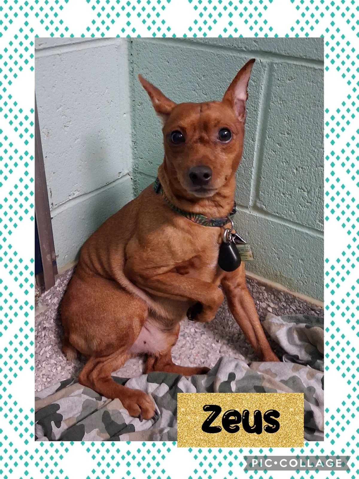 Zeus