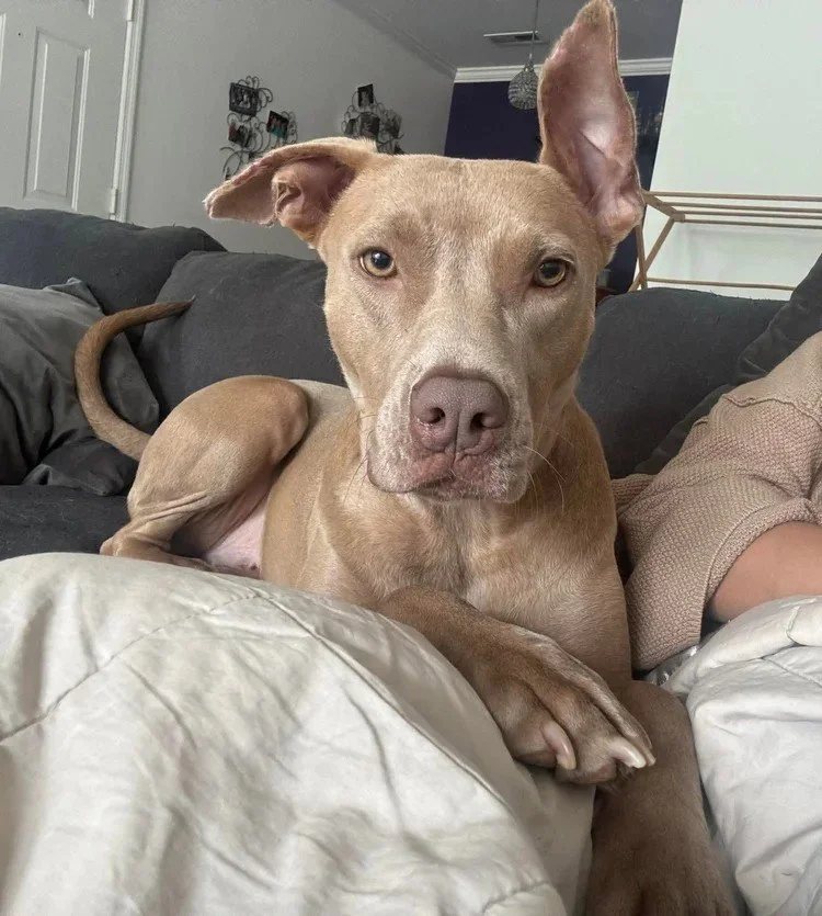 Hazel