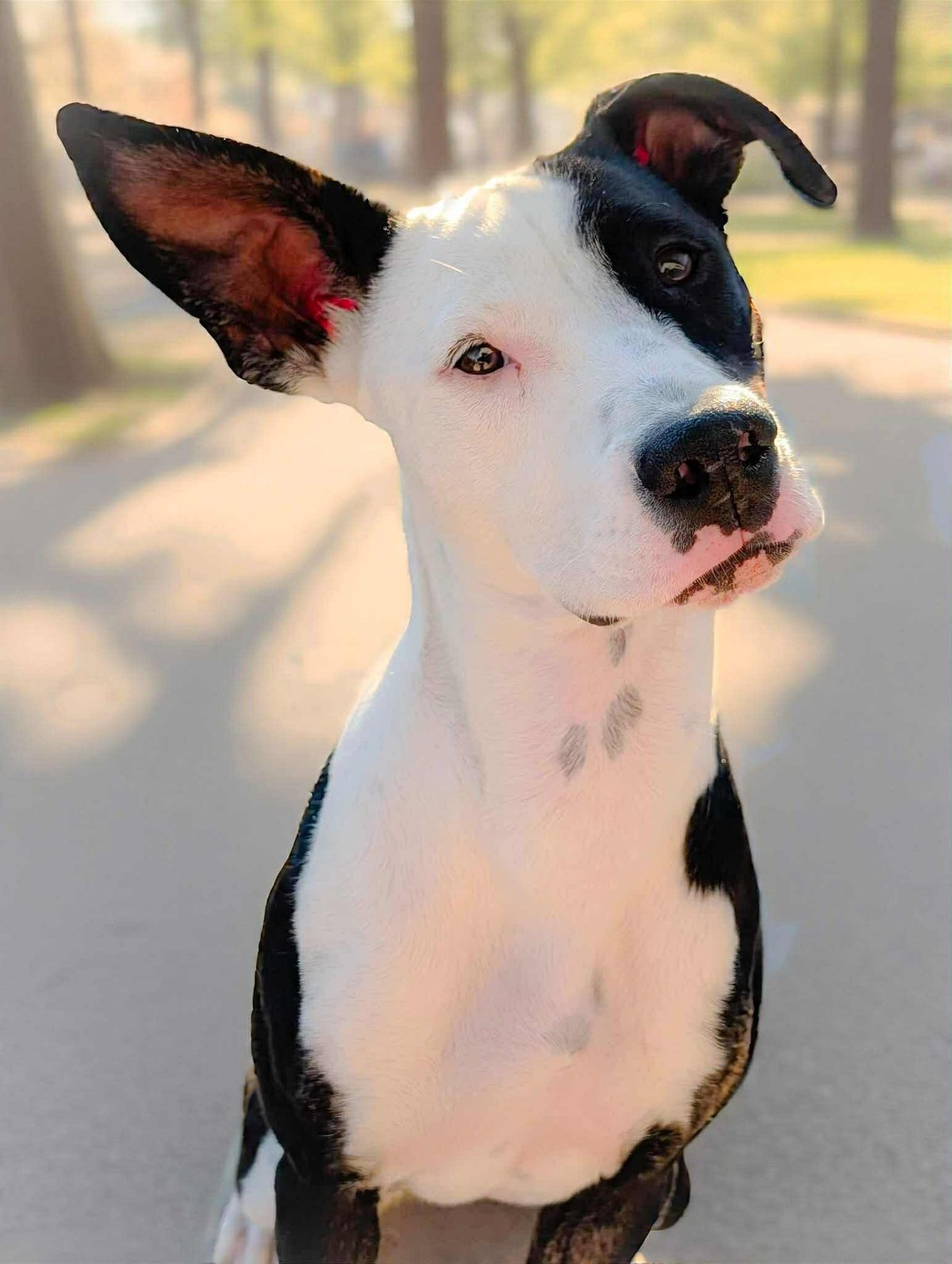 Piper