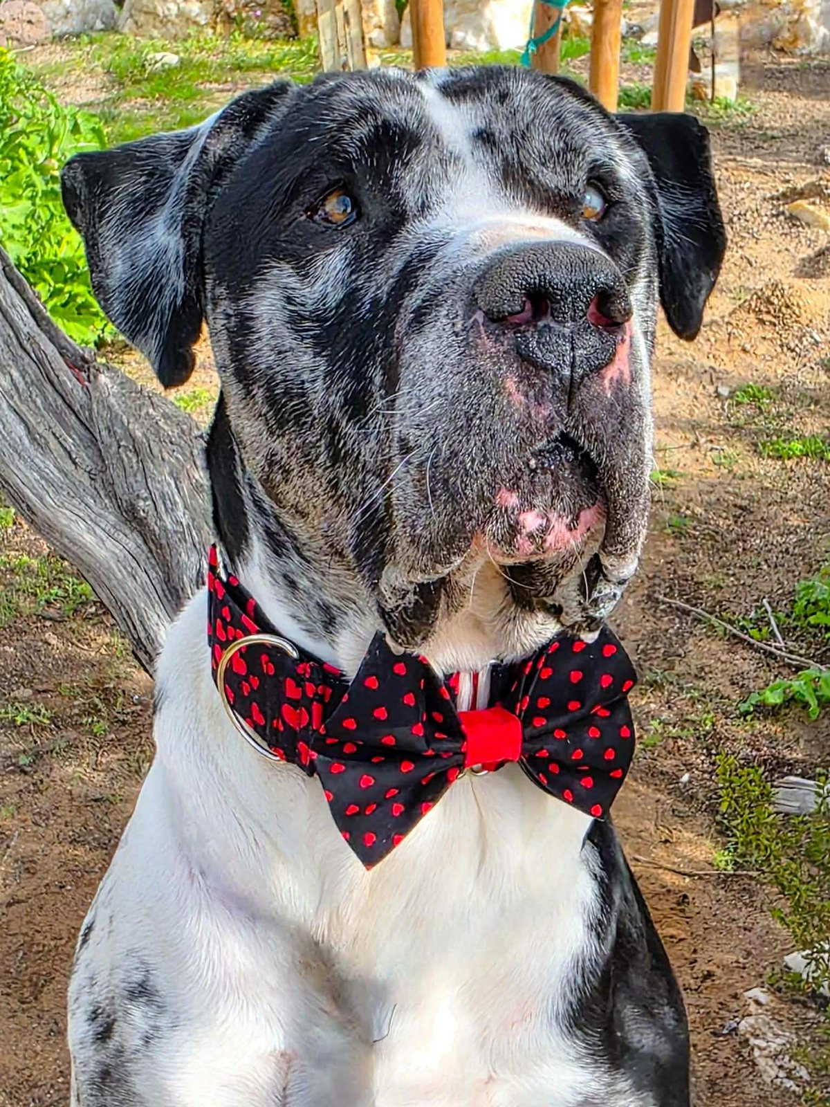 Willie