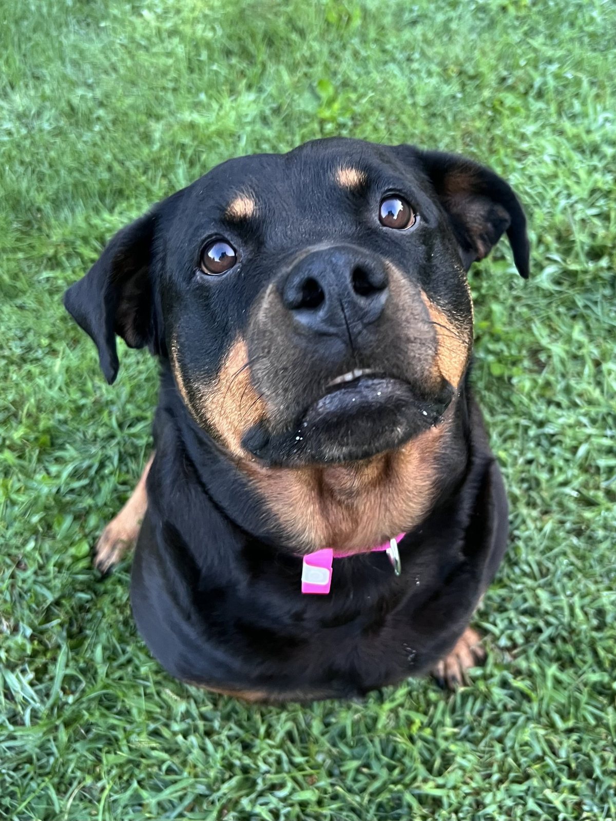 Kona