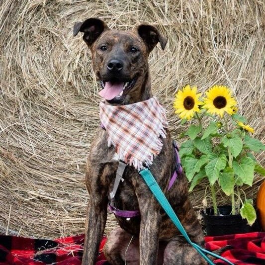 Rocky Road formerly Barek