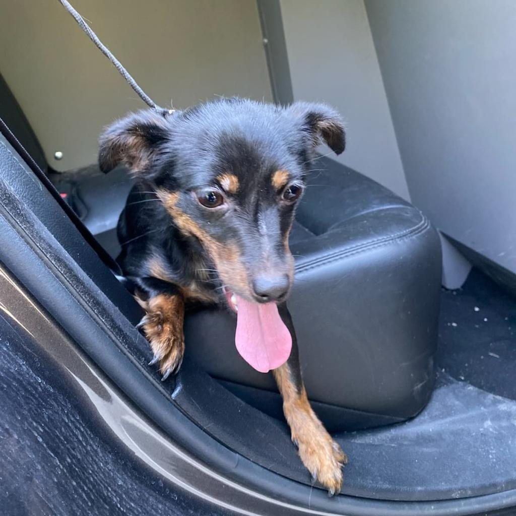 Pip (Snickers)
