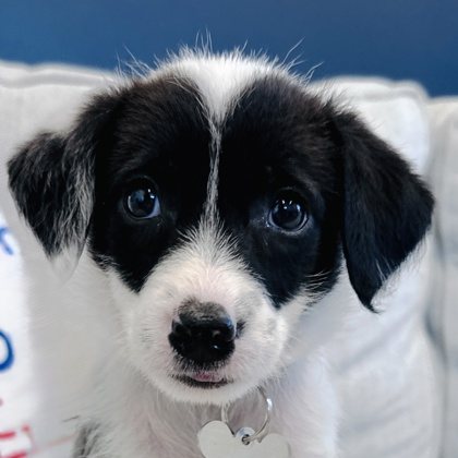Oreo