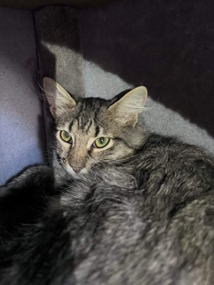 Persian
