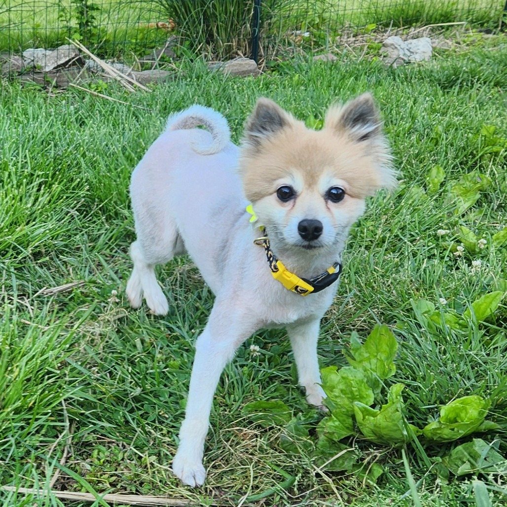 Elle Driver (Kill Bill litter)