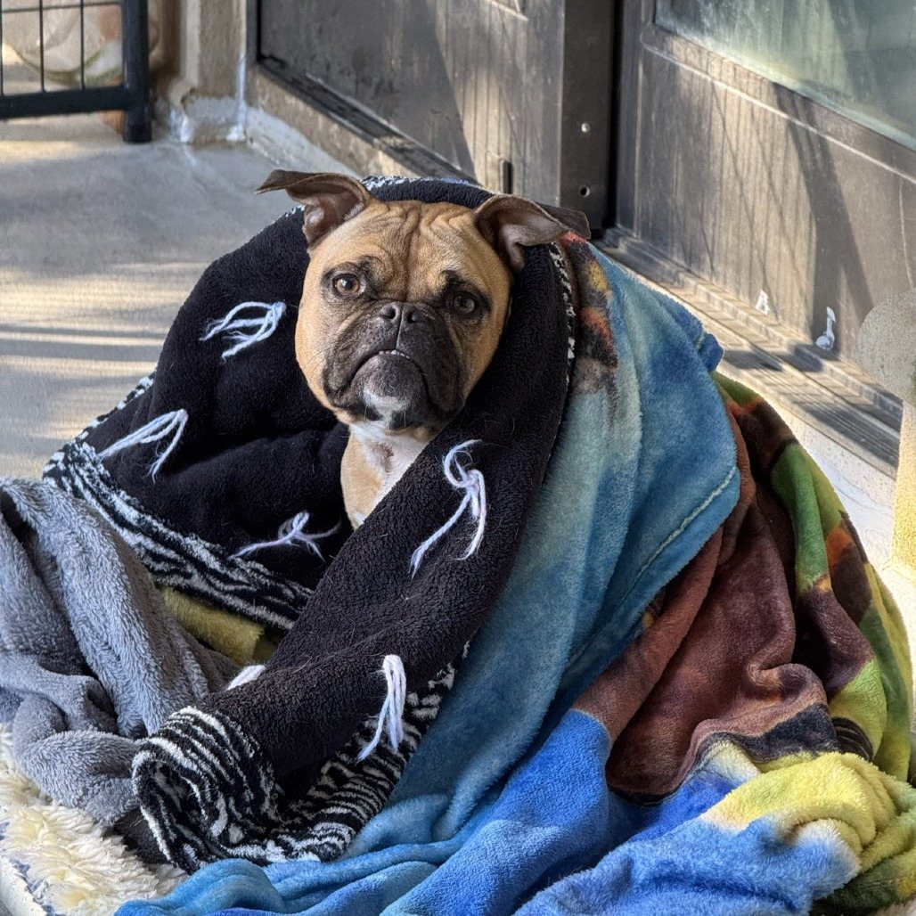 Winston