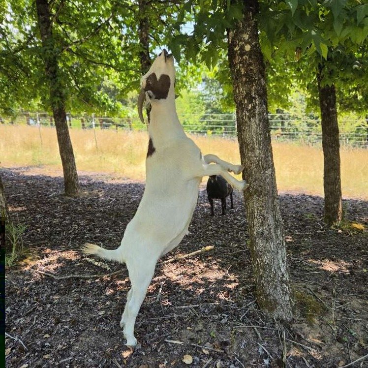 Casper