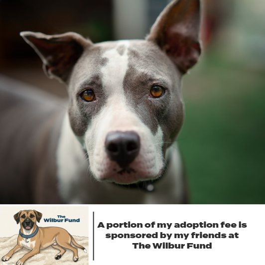 Marmalade** D67269 (Sponsored)