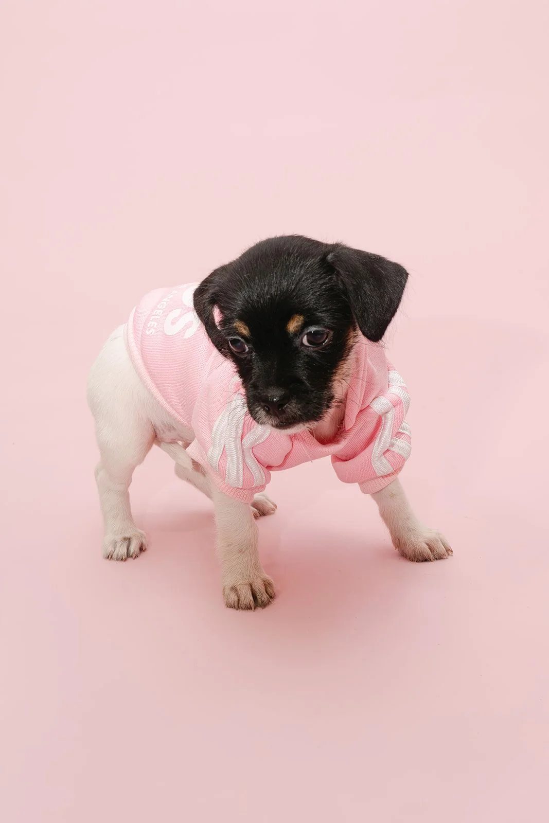 Piper