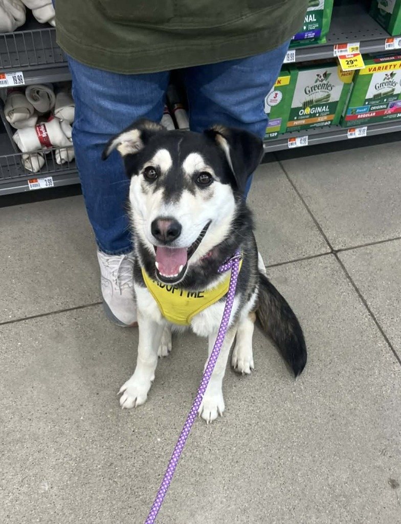 Shiba
