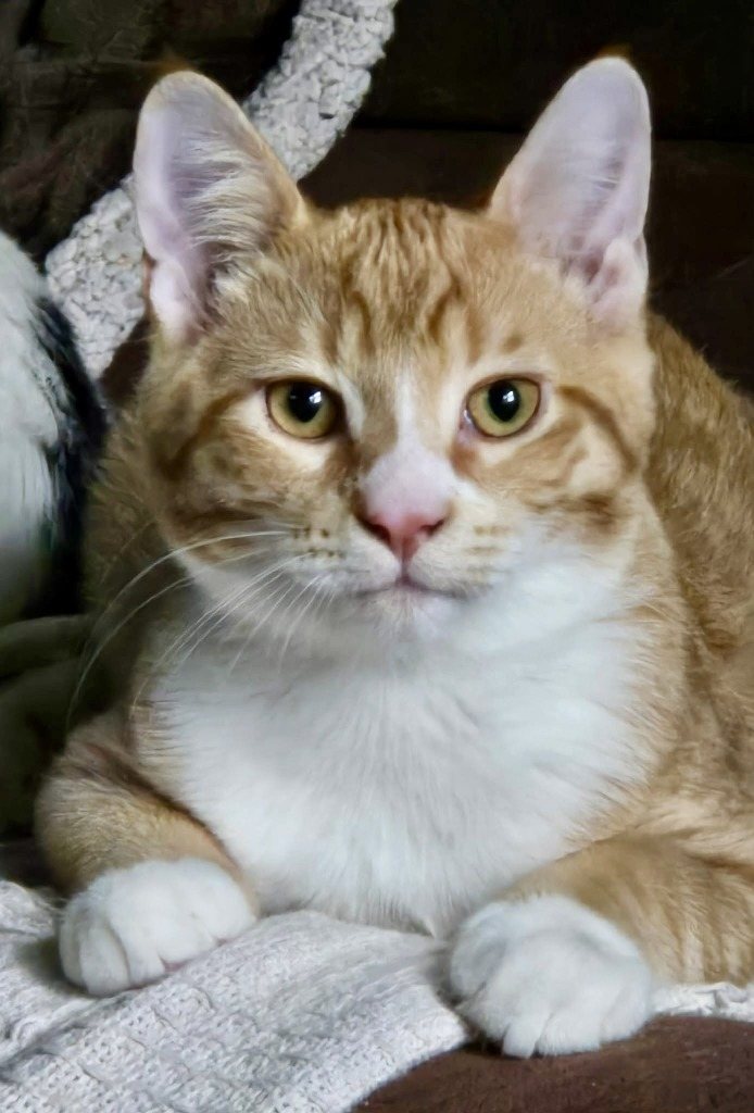Finn