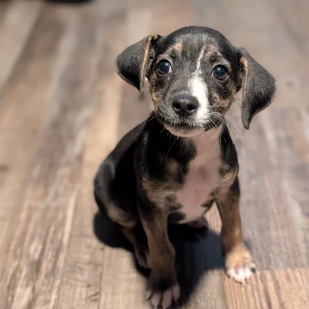 Truffle (Nova)