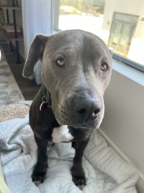 Tallulah