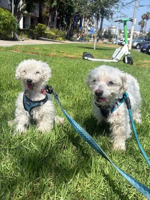 Cosmo & Miracle
