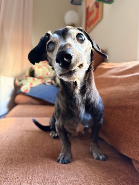 Igor